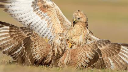 Kızıl şahin » Long-legged Buzzard » Buteo rufinus