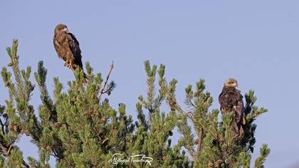 Kara çaylak » Black Kite » Milvus migrans
