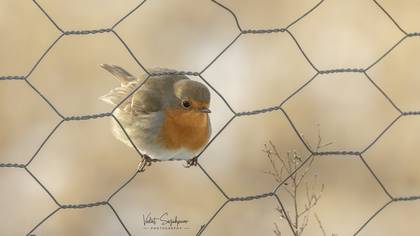 Kızılgerdan » European Robin » Erithacus rubecula