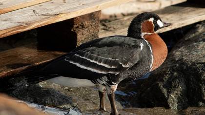 Sibirya kazı » Red-breasted Goose » Branta ruficollis