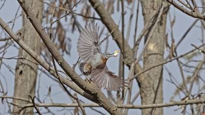 Krüper`s Nuthatch