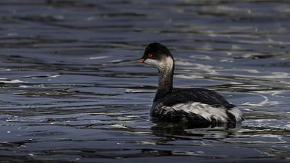 Karaboyunlu batağan » Black-necked Grebe » Podiceps nigricollis