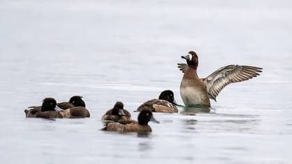 Karabaş patka » Greater Scaup » Aythya marila