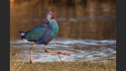 Grey-headed Swamphen
