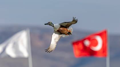 Kaşıkgaga