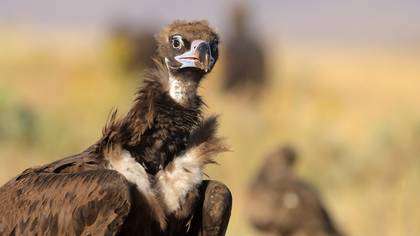 Kara akbaba » Cinereous Vulture » Aegypius monachus