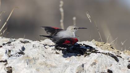 Duvar tırmaşıkkuşu » Wallcreeper » Tichodroma muraria