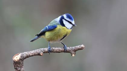 Mavi baştankara » Eurasian Blue Tit » Cyanistes caeruleus