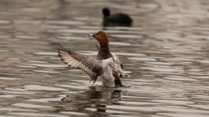 Elmabaş patka » Common Pochard » Aythya ferina