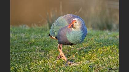 Grey-headed Swamphen