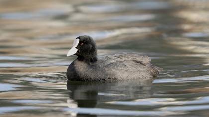 Sakarmeke » Eurasian Coot » Fulica atra