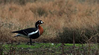 Sibirya kazı » Red-breasted Goose » Branta ruficollis