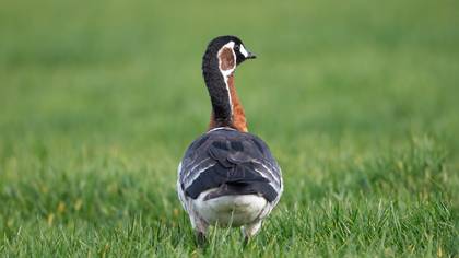 Sibirya Kazı » Red-breasted Goose » Branta ruficollis