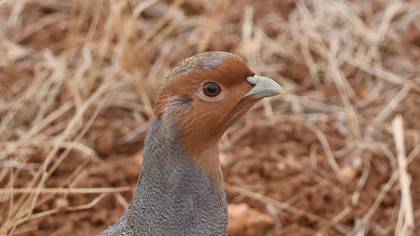 Çilkeklik » Grey Partridge » Perdix perdix