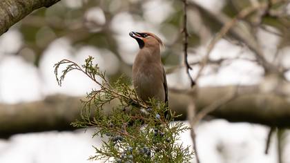 İpekkuyruk » Bohemian Waxwing » Bombycilla garrulus