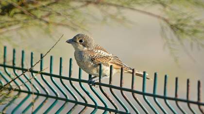 Kızılbaşlı örümcekkuşu » Woodchat Shrike » Lanius senator