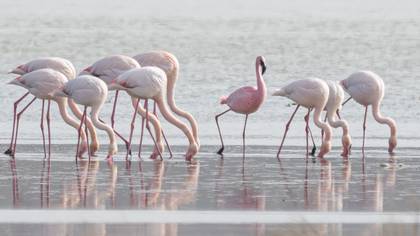 Küçük flamingo
