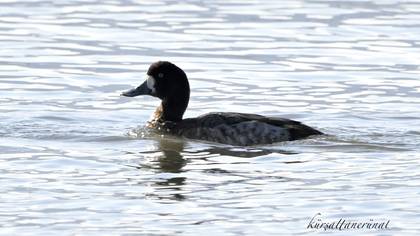 Karabaş patka » Greater Scaup » Aythya marila