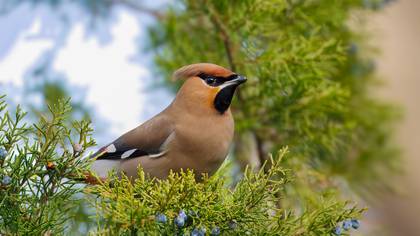 İpekkuyruk » Bohemian Waxwing » Bombycilla garrulus