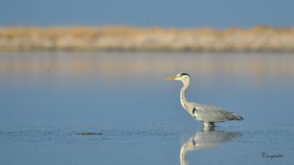 Gri balıkçıl » Grey Heron » Ardea cinerea