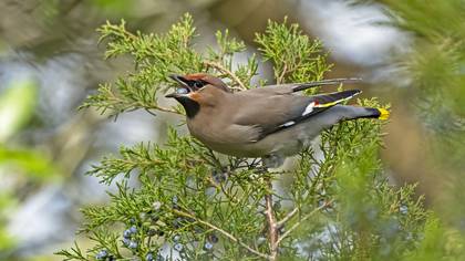 İpekkuyruk » Bohemian Waxwing » Bombycilla garrulus
