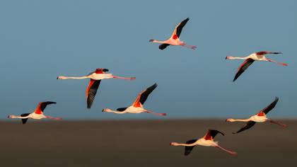 Küçük Flamingo » Lesser Flamingo » Phoeniconaias minor
