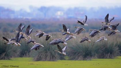 Sakarca » Greater White-fronted Goose » Anser albifrons