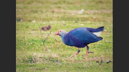 Grey-headed Swamphen