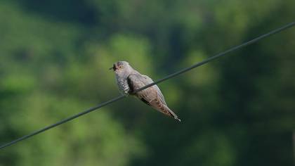 Guguk » Common Cuckoo » Cuculus canorus