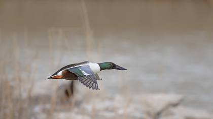 Kaşıkgaga » Northern Shoveler » Spatula clypeata