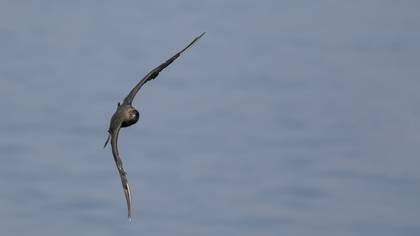 Korsanmartı » Parasitic Jaeger » Stercorarius parasiticus