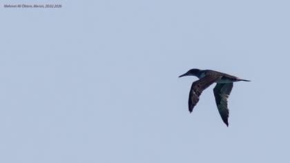 Sümsükkuşu » Northern Gannet » Morus bassanus