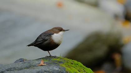 Derekuşu » White-throated Dipper » Cinclus cinclus