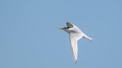Tepeli sumru » Lesser Crested Tern » Thalasseus bengalensis