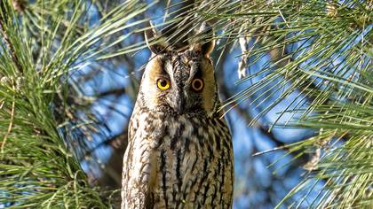 Kulaklı orman baykuşu » Long-eared Owl » Asio otus