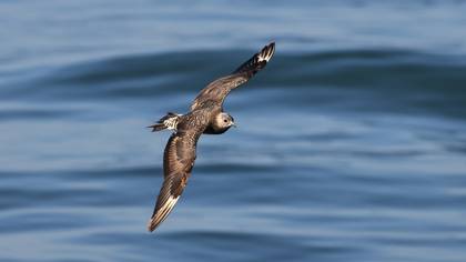 Korsanmartı » Parasitic Jaeger » Stercorarius parasiticus