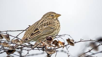 Tarla kirazkuşu » Corn Bunting » Emberiza calandra