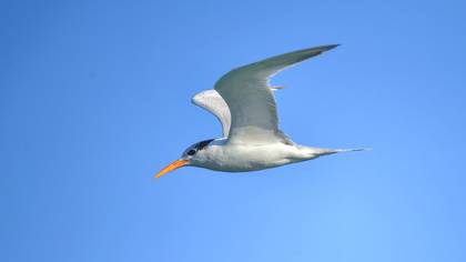 Tepeli sumru » Lesser Crested Tern » Thalasseus bengalensis