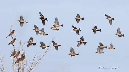 Dağ ispinozu » Brambling » Fringilla montifringilla