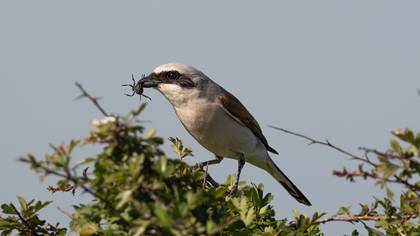Kızılsırtlı örümcekkuşu » Red-backed Shrike » Lanius collurio