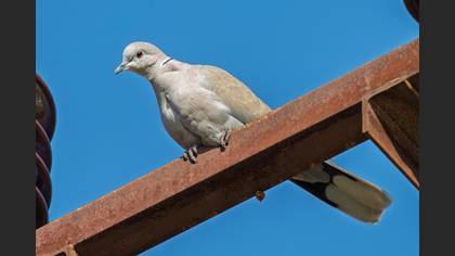 Kumru