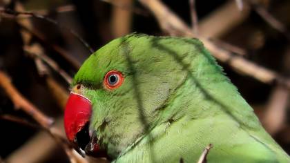 Yeşil papağan » Rose-ringed Parakeet » Psittacula krameri