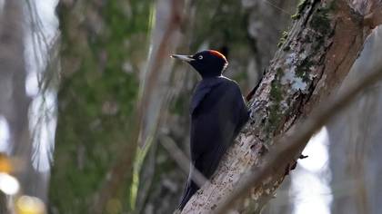 Kara ağaçkakan » Black Woodpecker » Dryocopus martius