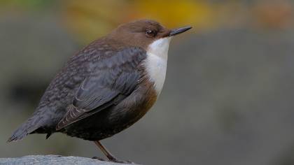 Derekuşu » White-throated Dipper » Cinclus cinclus