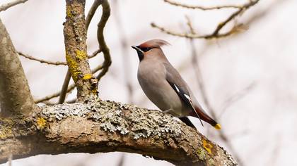 İpekkuyruk » Bohemian Waxwing » Bombycilla garrulus