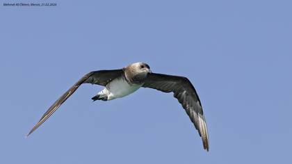 Korsanmartı » Parasitic Jaeger » Stercorarius parasiticus