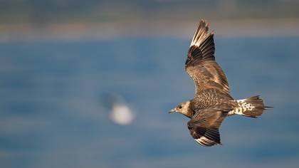 Korsanmartı » Parasitic Jaeger » Stercorarius parasiticus