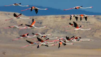 Flamingo