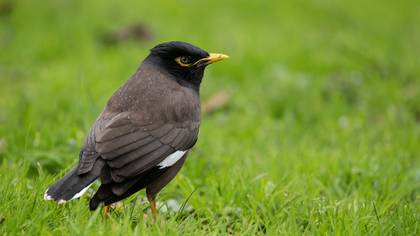 Çiğdeci » Common Myna » Acridotheres tristis