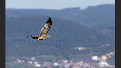 Eastern Imperial Eagle